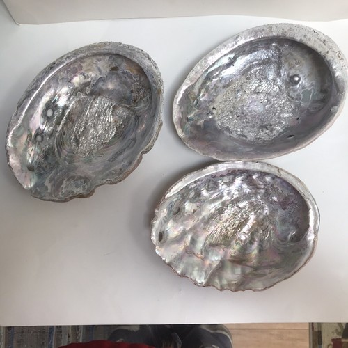 Abalone shell lot three - abalone,