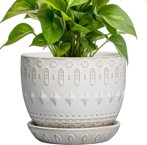 Ceramic plant pot succulent - plant,
